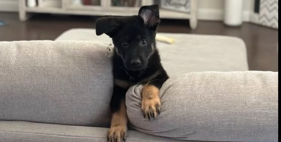 Миле цуценя німецької вівчарки на прізвисько Маверік, яке залишилося одне вдома в Техасі (США)