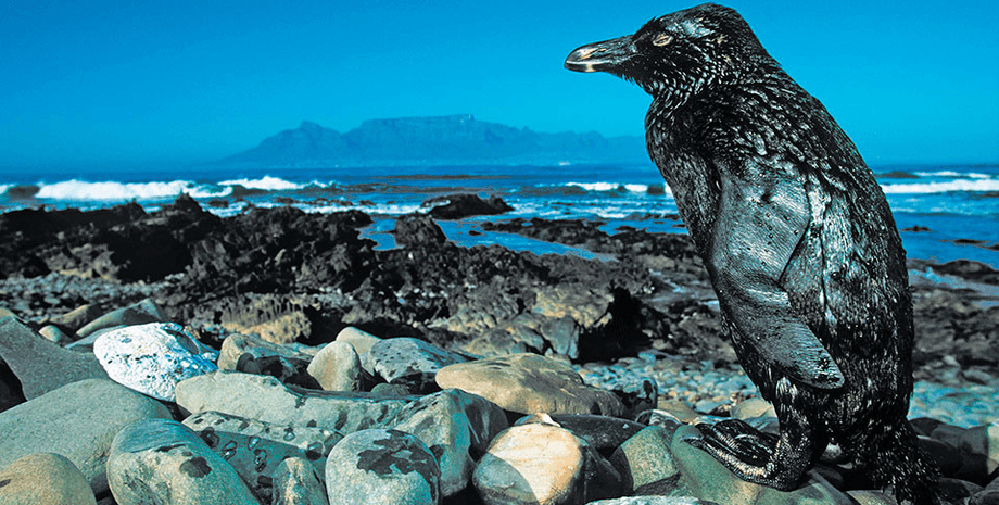 нефть, пингвин, климат, загрязнение, соглашение, парижское