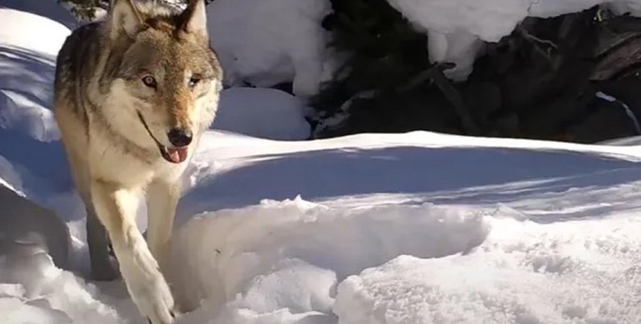 волчица, волчица Wolf 907F