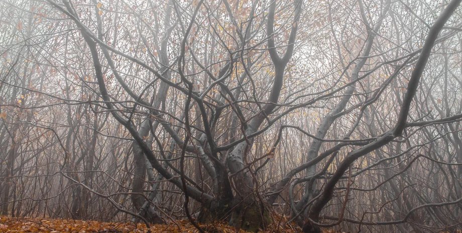 лес Хойя-Бачу трансильвания
