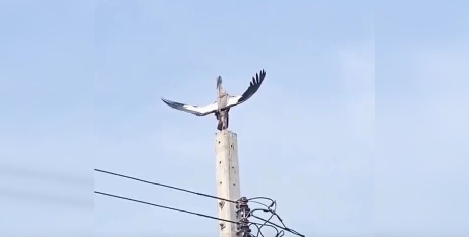 аист, крылья, птица