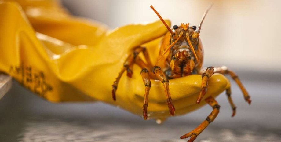 желтый лобстер, банан, штат мэн