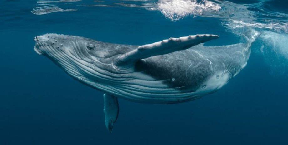 горбатые киты, горбатые киты песни