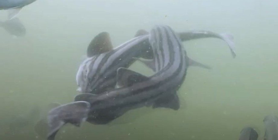 акула, полосатая кошачья акула