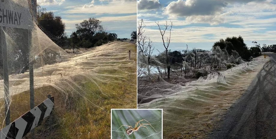 паук, австралия, паутина