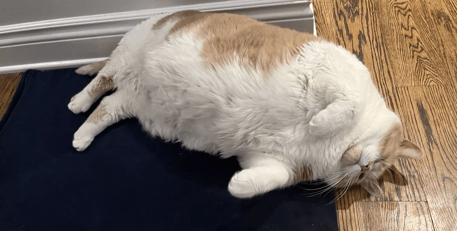 Женщина взяла огромного кота, огромный кот, спасла кота, диета для кота, посадили кота на диету, кот размером с 10-летнюю дочь