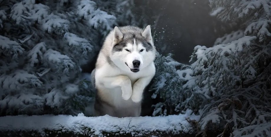 питание древних ездовых собак