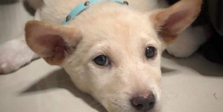 щенок, собака, продукты, еда