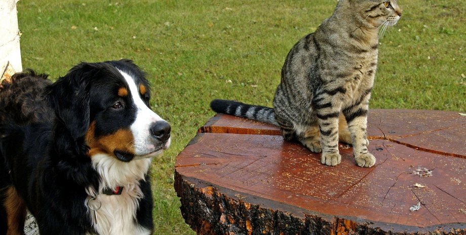 Фото пользователя ArtTower на Pixabay