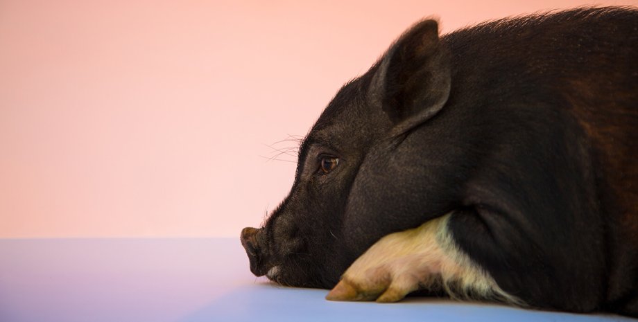 Чоловік не зміг забити свиню, яку купив для м'яса, тепер тварина живе у нього в сараї, всі подробиці, курйози