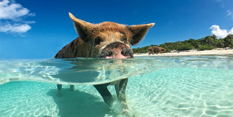 дикая свинья, вода, фото, небо