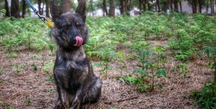 Фото: facebook.com/anastasia.georgievskaya