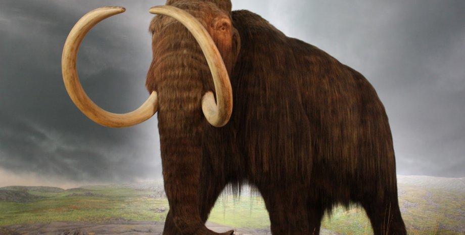 Мамонт / Фото: coloradohempproject.com