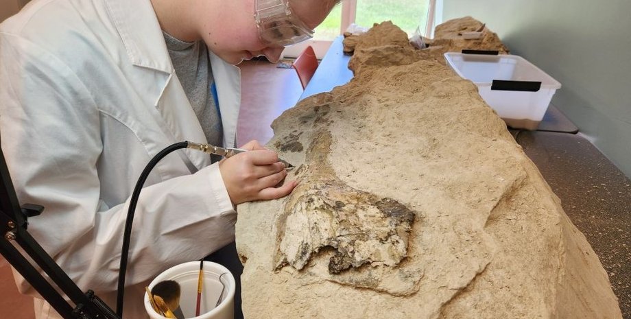 череп кита, раскопки, окаменелость кита