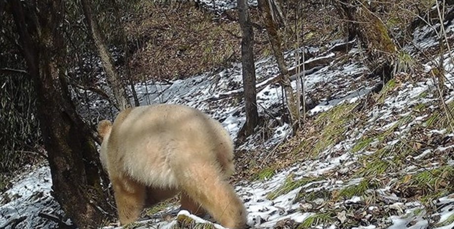 панда, альбинос