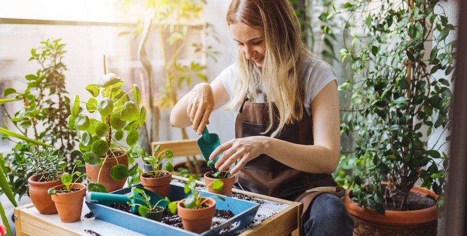 кімнатні квіти