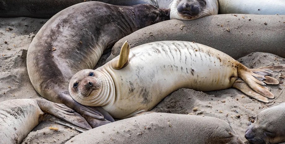 морские слоны птичий грипп