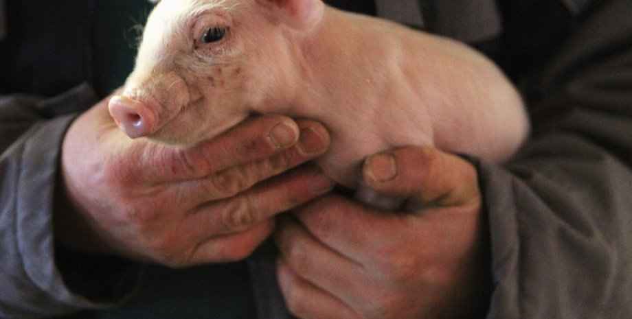 Фото: Getty Images