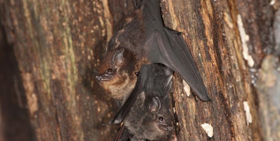 Фото: MICHAEL STIFTER