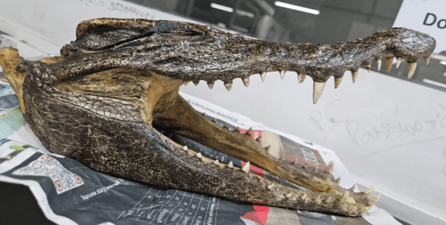 Дели, Индия, крокодил, арест, череп крокодила