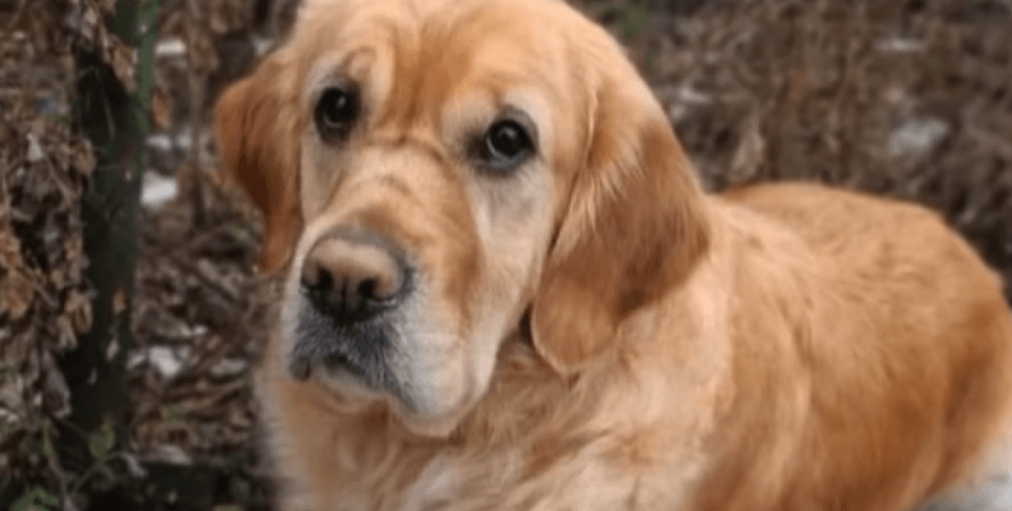 новини києва, новини київщини, ретривер, пес-поводир