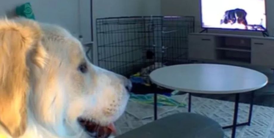 Женщина не могла поверить своим глазам, когда увидела, чем занимается пес, когда ее нет дома