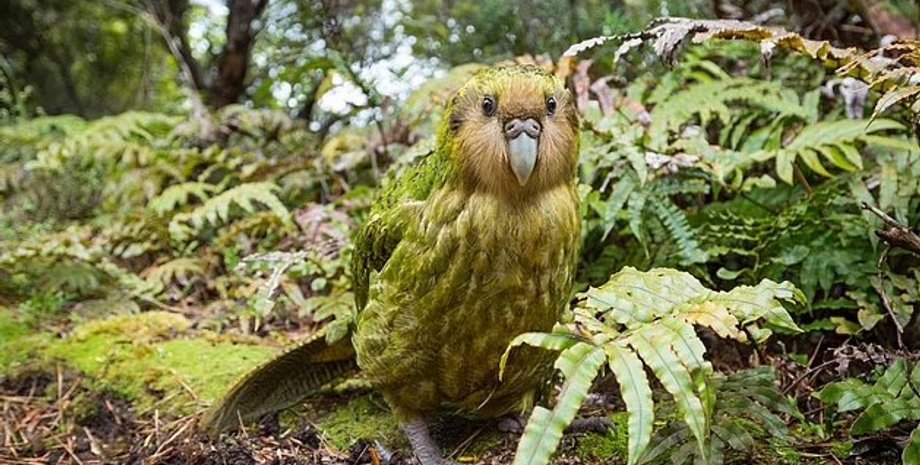 массовое вымирание, птицы