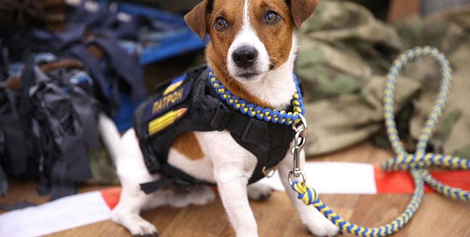 Пес Патрон, "Розмінування України", Приложение "Розмінування України", застосунок "Розмінування України", разминирование украины, работа саперов в украине, неразорвавшиеся снаряды, взрывотехники