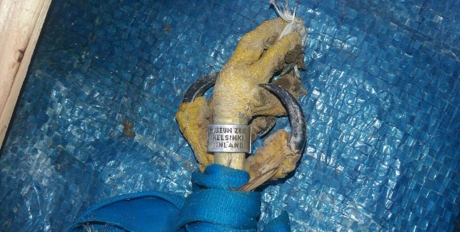 Фото: Ивано-Франковское областное управление лесного и охотничьего хозяйства