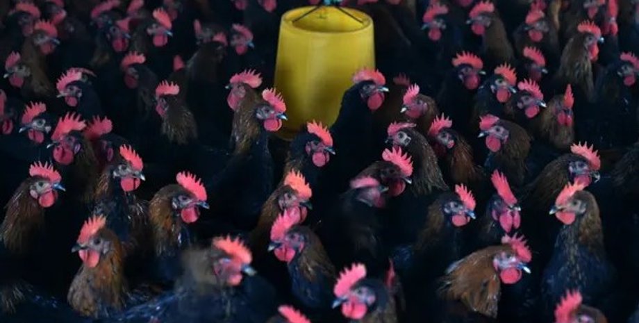 Куры, курица, птицефабрика, птичий грипп