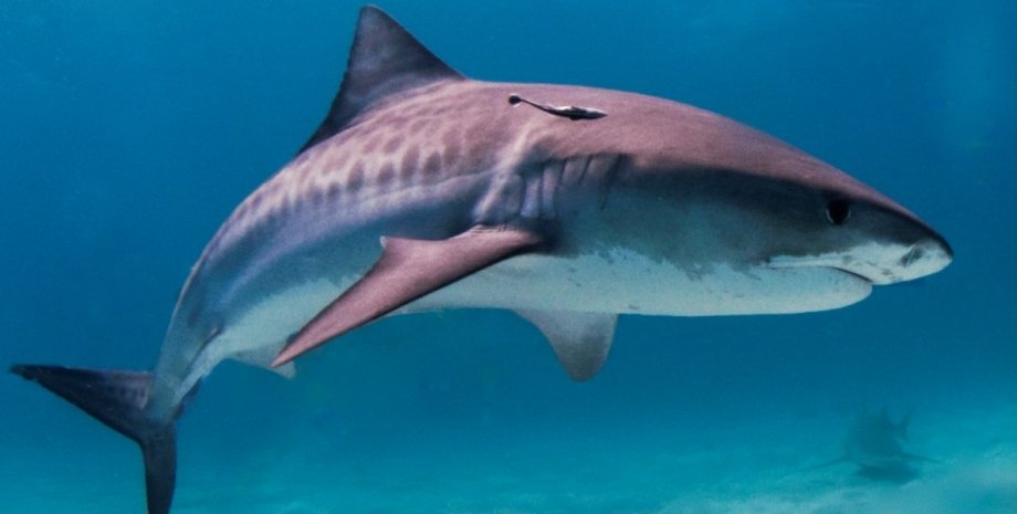 Тигровая акула / Фото: en.wikipedia.org