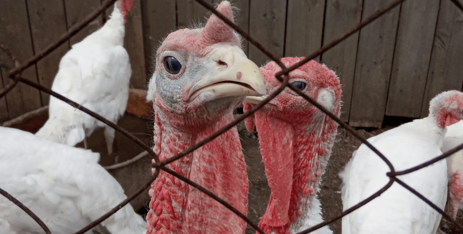 Птичий грипп, Дания, индейка