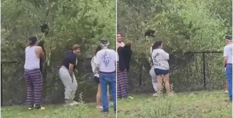 Туристки сделали селфи с детенышами медведя, звери, животные, курьезы, видео, США, интересные случаи, зоозащитники