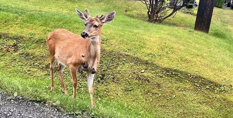 Оленів у США масово атакує вірус: тіла тварин вкриваються наростами0