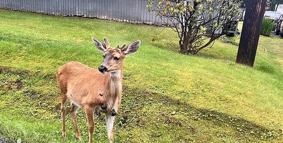 оленей в сша массово атакует вирусы