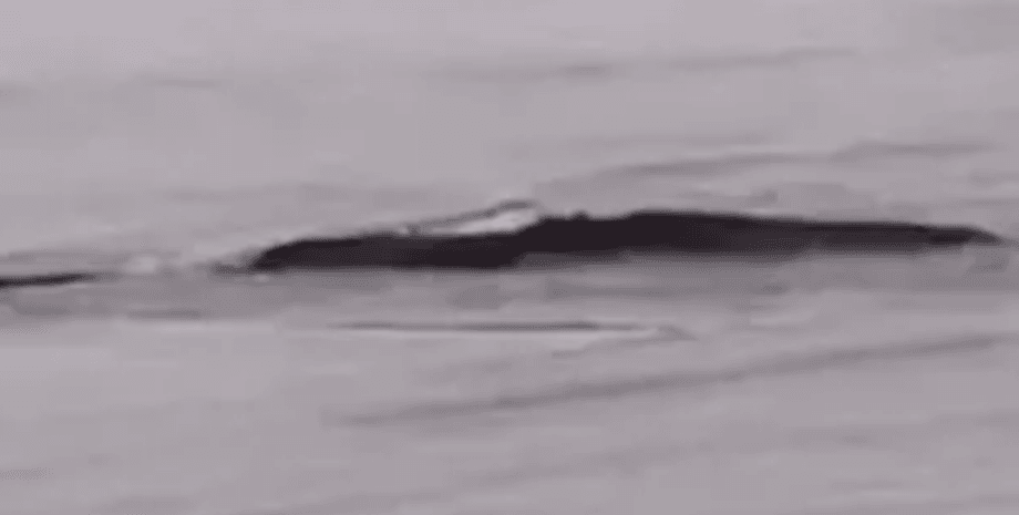 водное чудовище, Китай, река, неизвестный объект