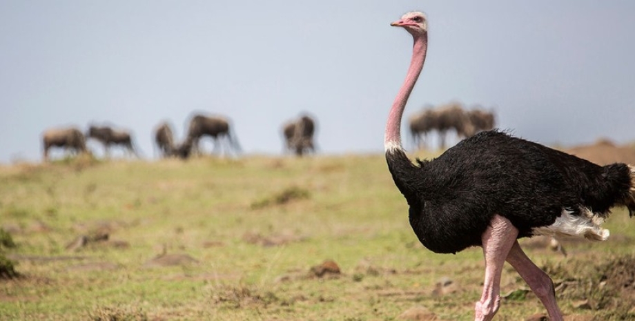африканский страус, природа, фото