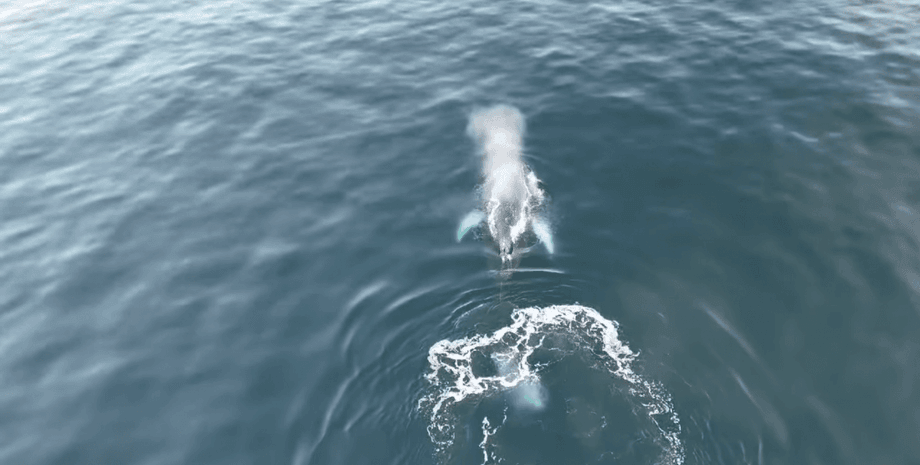 Антарктида, украинские полярники, судно Ноосфера, игры кита-горбача с судном, станция Академик Вернадский