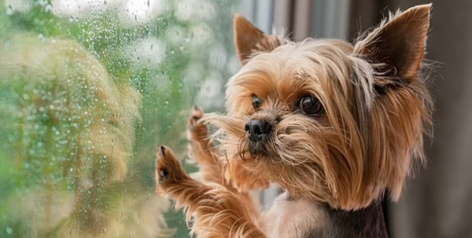 новини сша, пес міньйон, зникнення, чіп, тварина