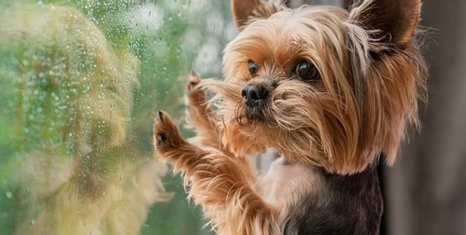 новости сша, пес миньон, исчезновение, чип, животное