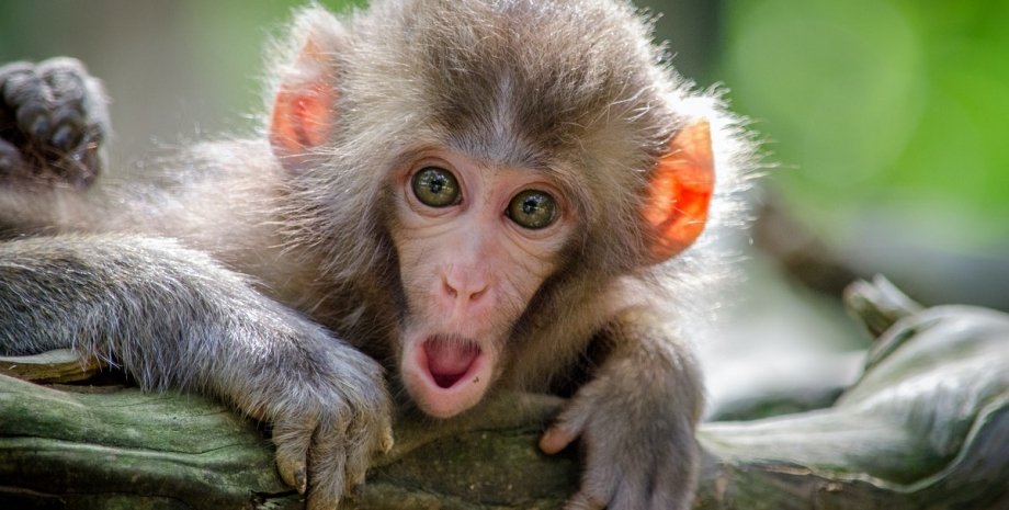 при помощи машинного обучения и УЗИ исследователям удалось узнать, о чем думали подопытные обезьяны