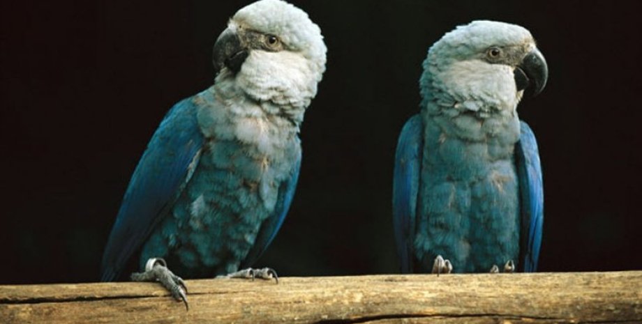 Голубые ара