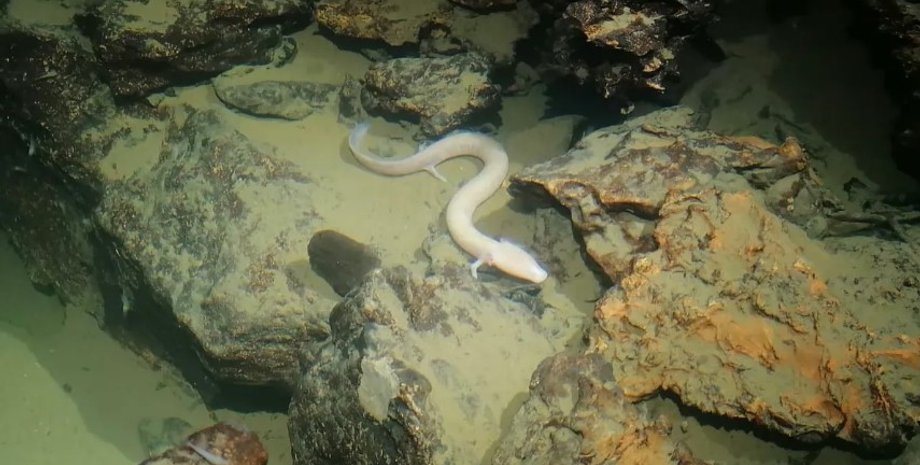 олми, саламандри