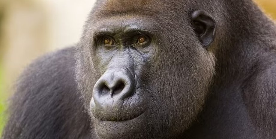 горила, феномен неуважної сліпоти