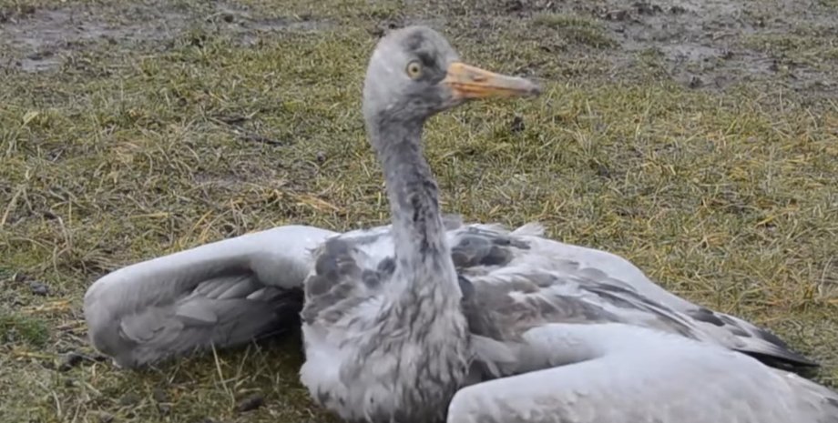 журавль, Аскания-Нова