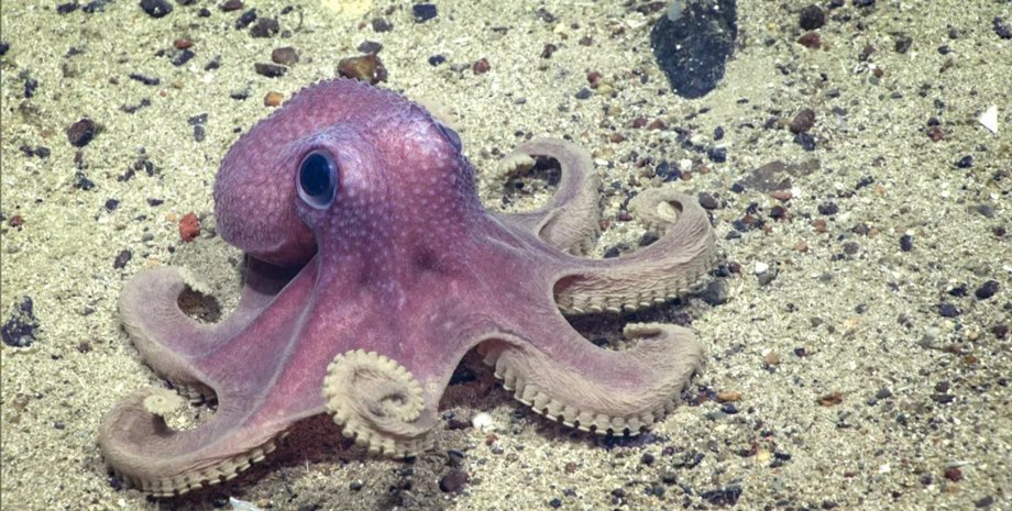 осьминог, бородавчатый осьминог