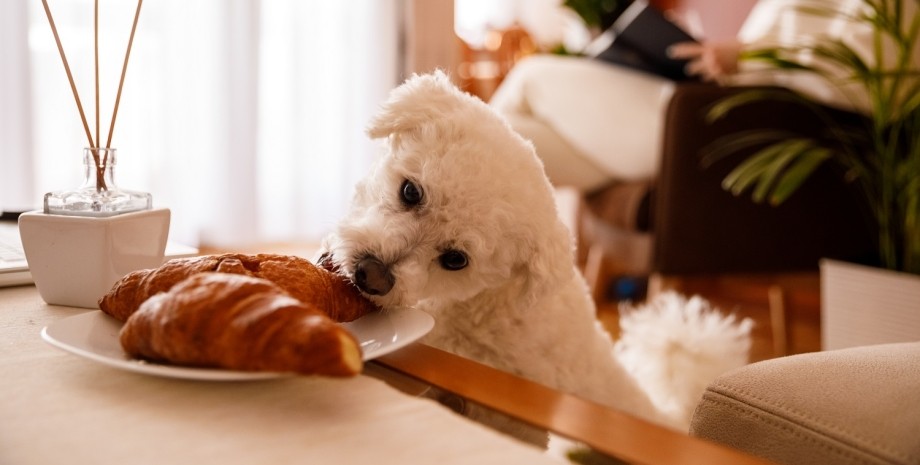 Чому вам варто знати, які продукти не можна давати собаці