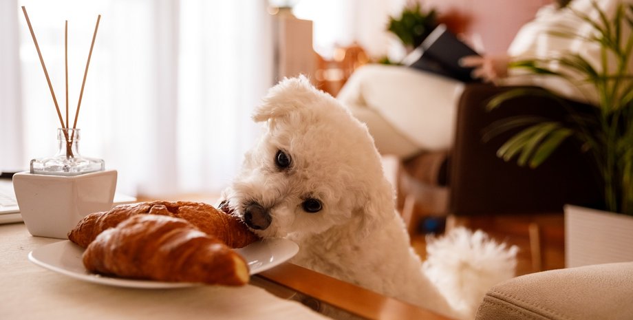 собаки, собака, чи можна собакам виноград, ніж годувати собак, яка їжа шкідлива для собак, як годувати собаку