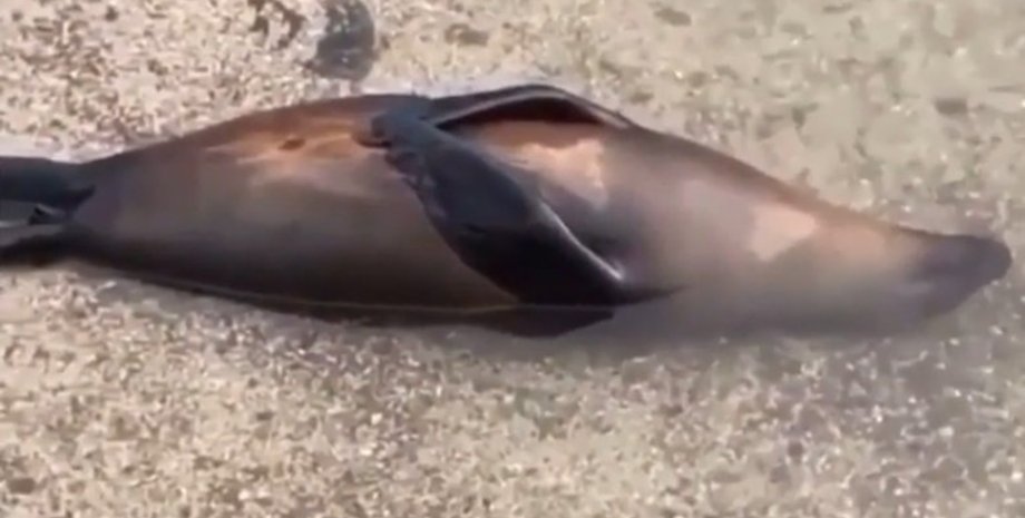 тюлень, отдых