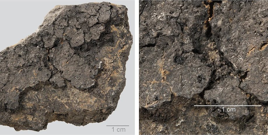 керамика, исследования, микроскопия, ученые, еда, зерна, пшеница, вкус, кулинария, ячмень, люди, ученые, наука, сканирование, неолит, Германия, питание, блюдо, рацион, приготовление